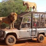 Safari Lions Ranch de Bandia