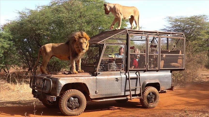 Safari Lions Ranch de Bandia